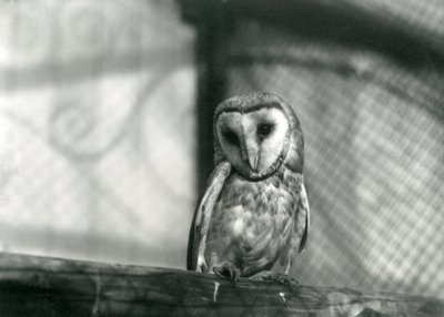 Eine Schleiereule im Londoner Zoo, Januar 1922 von Frederick William Bond